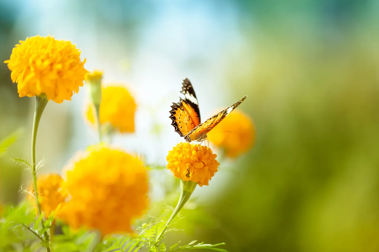 Orangefarbene Blüten mit einem Schmetterling